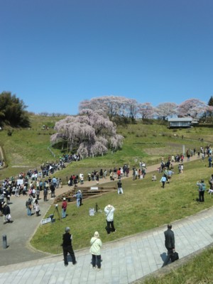 福島／三春の滝桜