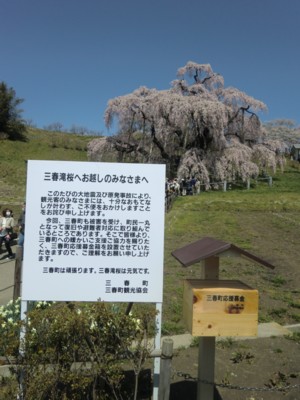 福島／三春の滝桜