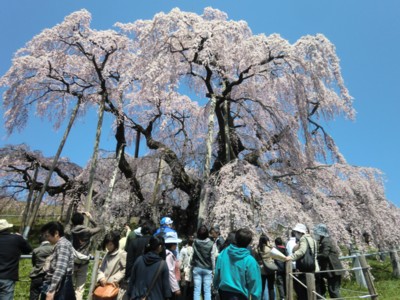 福島／三春の滝桜