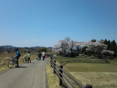 福島／三春の滝桜