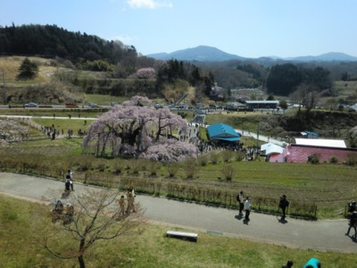 福島／三春の滝桜