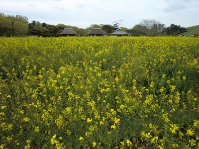 袋田の滝／海浜公園