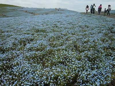 袋田の滝／海浜公園