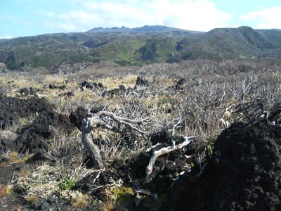 三宅島