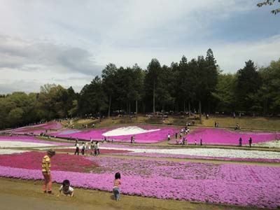 秩父／芝桜の丘