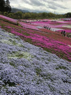 秩父／芝桜の丘