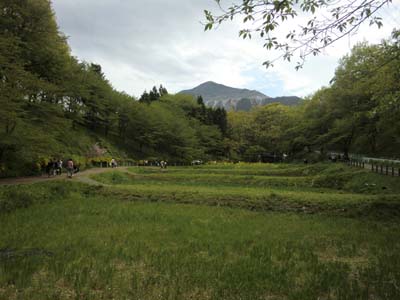 秩父／芝桜の丘