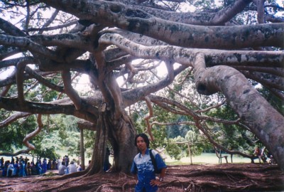 スリランカ／キャンディのペラデニア植物園