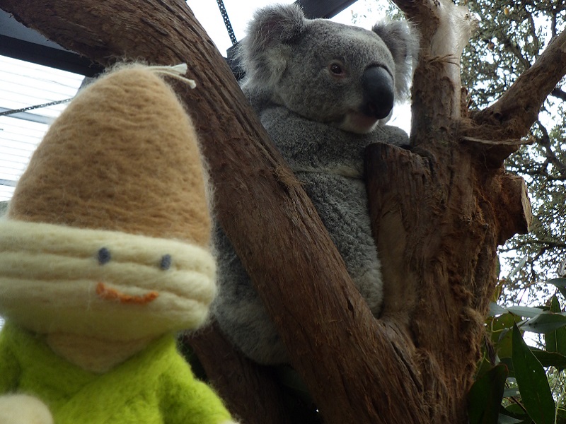 タロンガ動物園