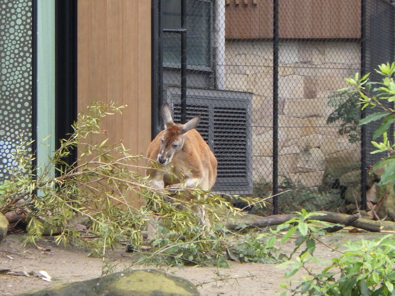 タロンガ動物園