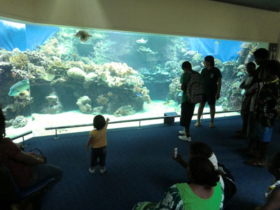 水族館の大きな水槽