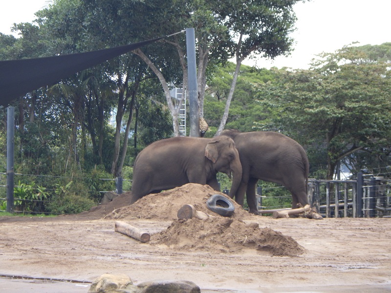 タロンガ動物園