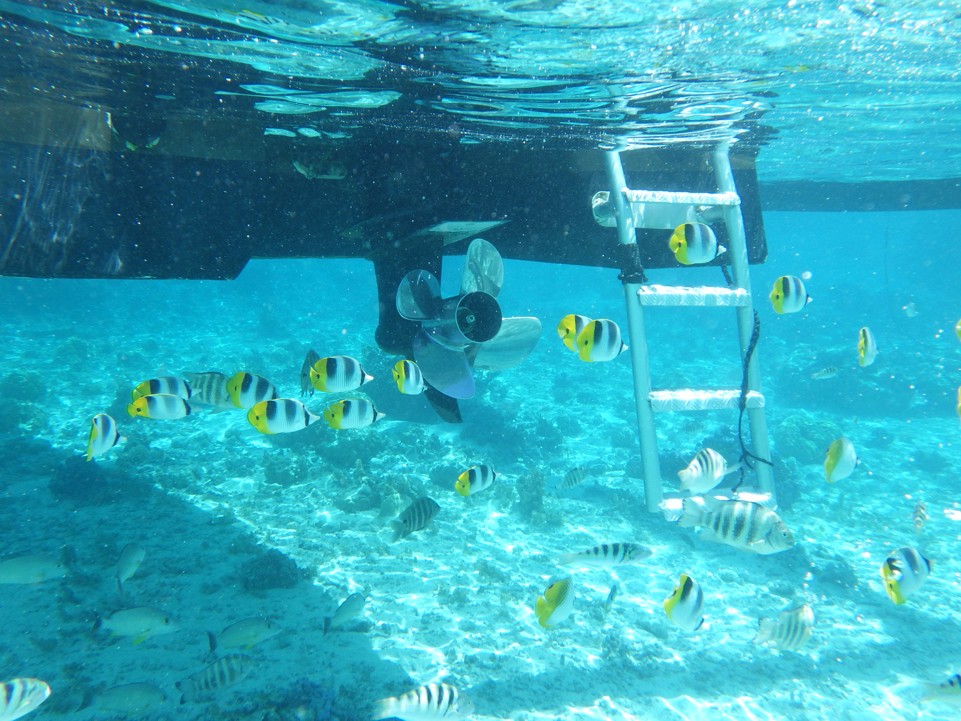 タヒチ研修旅行